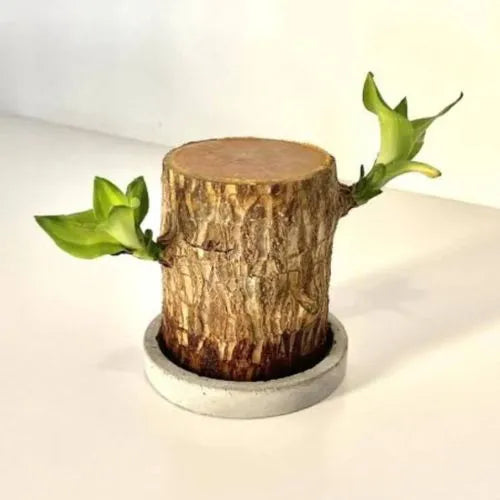 FitShop™ Brazilian Lucky Wood Plant